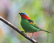 Red-necked Tanager