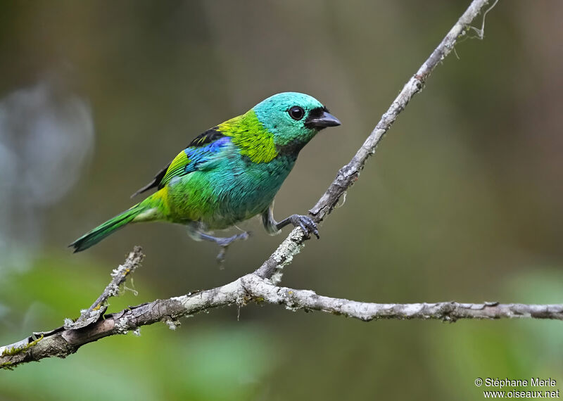 Green-headed Tanageradult