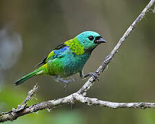 Green-headed Tanager