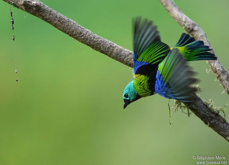 Green-headed Tanageradult