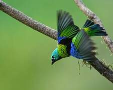 Green-headed Tanager