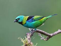 Green-headed Tanager