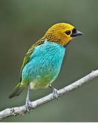 Gilt-edged Tanager