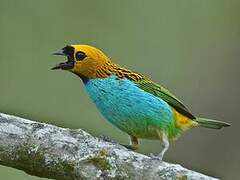 Gilt-edged Tanager