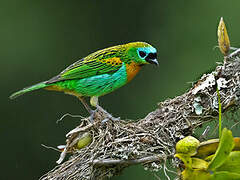 Brassy-breasted Tanager