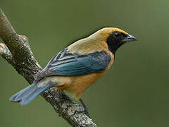 Burnished-buff Tanager