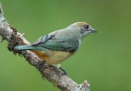 Burnished-buff Tanager