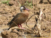 Canard amazonette