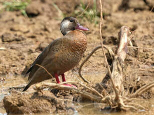 Canard amazonette