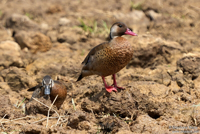 Canard amazonette