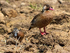 Brazilian Teal