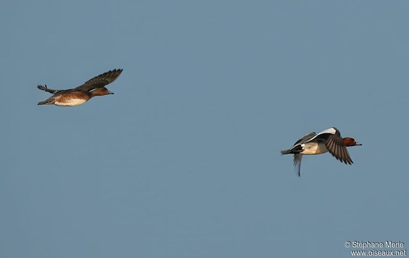 Eurasian Wigeon