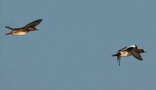 Eurasian Wigeon