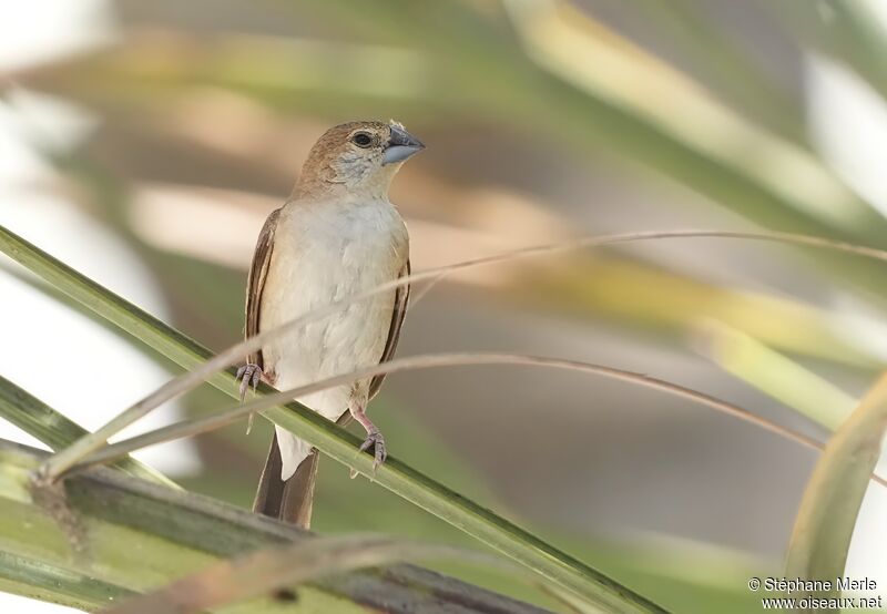 Indian Silverbilladult