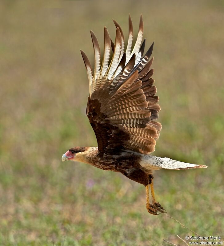 Caracara huppéadulte