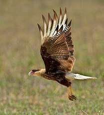 Caracara huppé