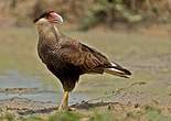 Caracara huppé