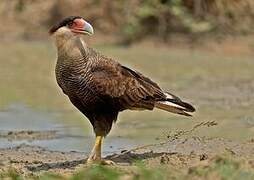 Crested Caracara