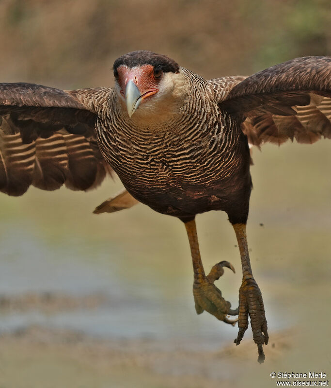 Crested Caracaraadult