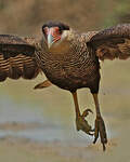 Caracara huppé