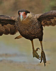 Caracara huppé