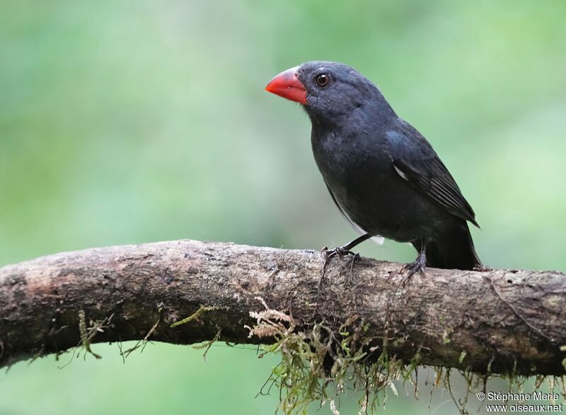 Cardinal fuligineuxadulte