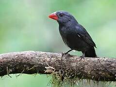 Cardinal fuligineux