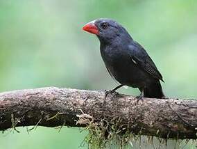 Cardinal fuligineux