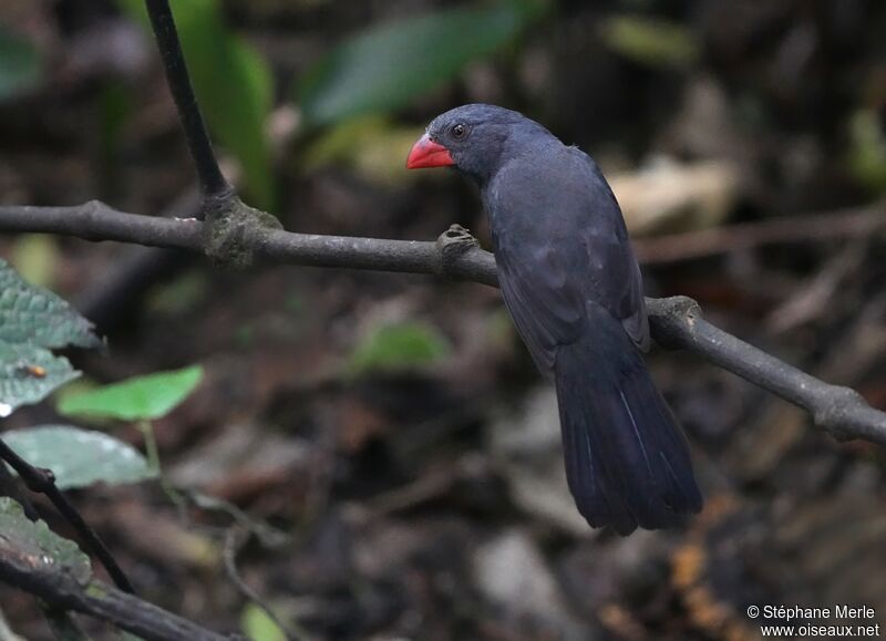 Cardinal fuligineux