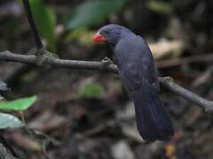 Black-throated Grosbeak