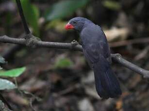 Cardinal fuligineux