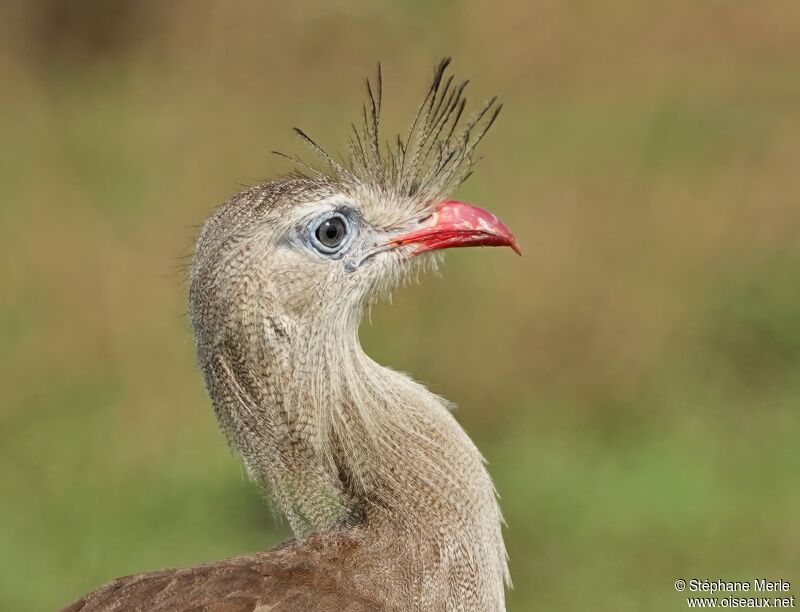 Cariama huppé