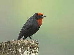 Chestnut-capped Blackbird