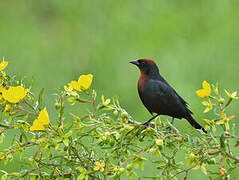 Chestnut-capped Blackbird