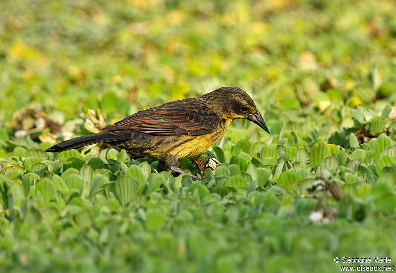 Unicolored Blackbird female adult