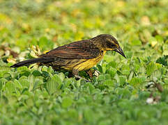 Unicolored Blackbird