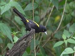 Golden-winged Cacique