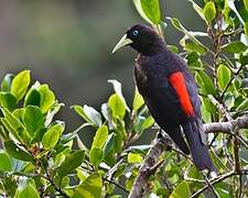 Red-rumped Cacique