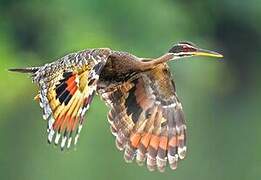 Sunbittern