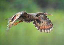 Sunbittern