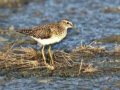 Wood Sandpiper