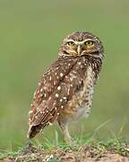 Burrowing Owl