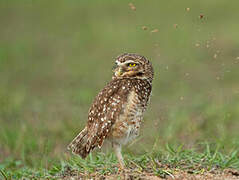 Burrowing Owl