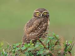 Burrowing Owl