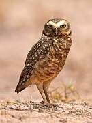 Burrowing Owl