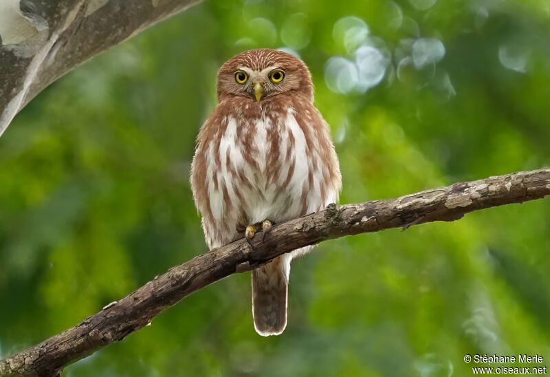 Ferruginous Pygmy Owladult