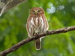 Ferruginous Pygmy Owl