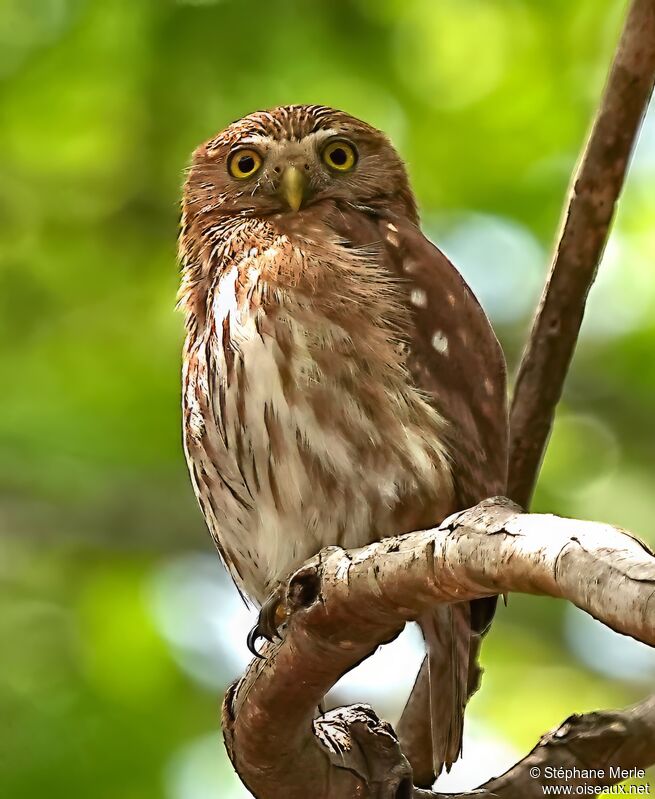 Ferruginous Pygmy Owladult