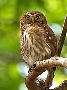 Ferruginous Pygmy Owl