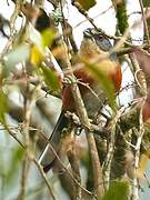 Buff-throated Warbling Finch